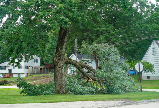 Harrisburg, SD Tree Services Company